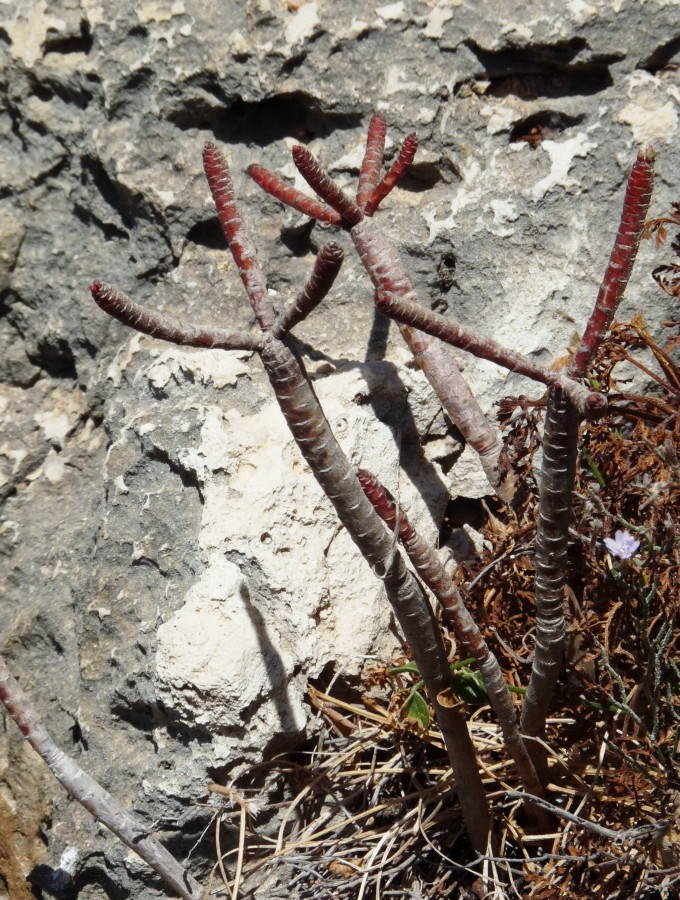 Euphorbia dendroides